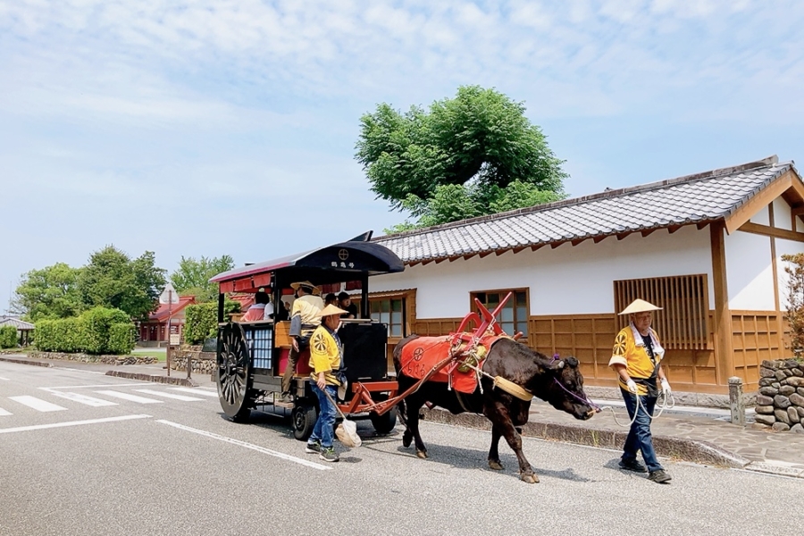 【いずみ観光牛車～公開武家屋敷へ】牛車にゆられ出水麓をめぐる。～麓さんぽ 2～