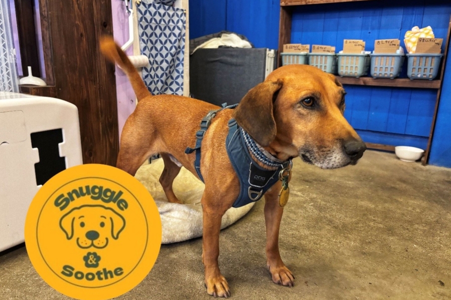 【Snuggle&Soothe(スナグル&スーズ)】わんことあなたとゆっくりと、心温まるカフェが商店街にオープン！